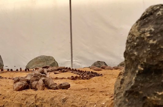 Dinosaur bones in tent